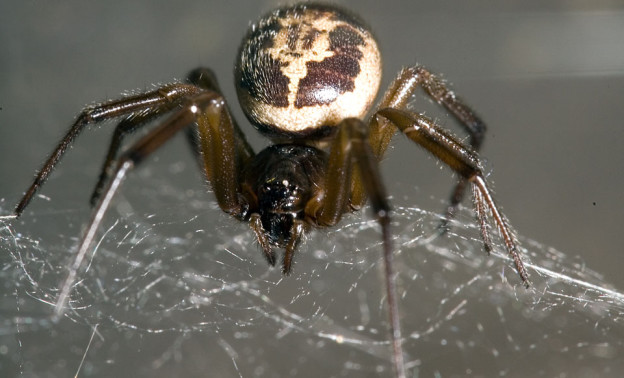 false-widow-spider1.jpg